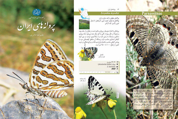 راهنمای میدانی پروانه‌های ایران