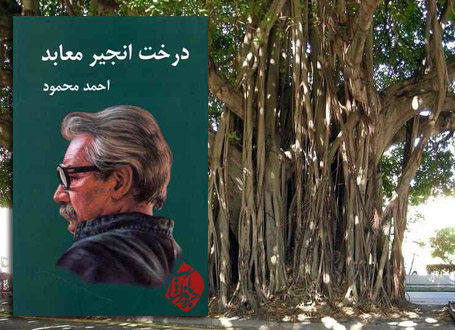 درخت انجیر معابد احمد محمود