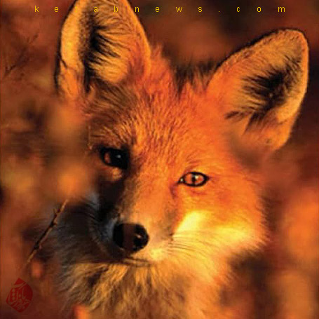 روباه» [The fox]